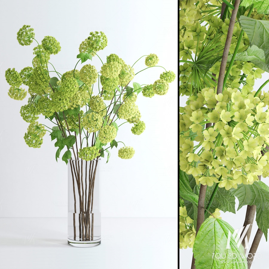Viburnum